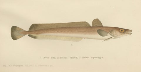 Burbot, Ling, and Blue Ling - Unique Scandinavian Eel-like Fish Lithograph, 1895, close-up 1