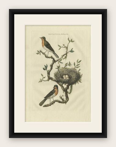 Antique Bird Print of the European Robin by Sepp & Nozeman, 1770, shown framed
