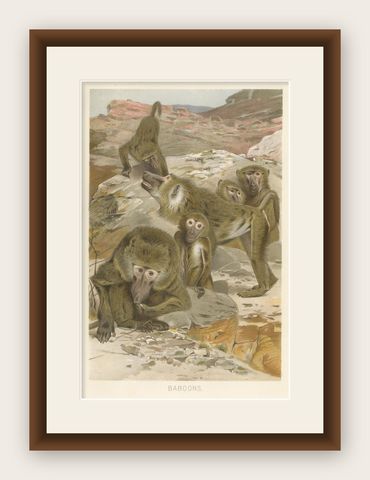 Baboons, Antique Primate Print, British Natural History Illustration 1894, shown framed
