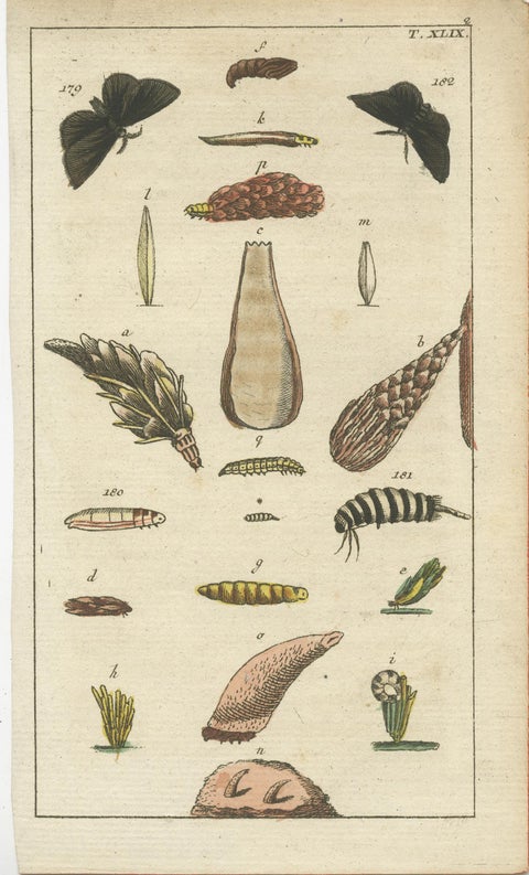 Rare Antique Natural History Prints: Fascinating Insects and Life Cycles, 1832, view 5