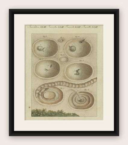 Intricate Insect Life Cycle and Habitats: Hand-Colored Engraving, Bertuch, 1805, shown framed