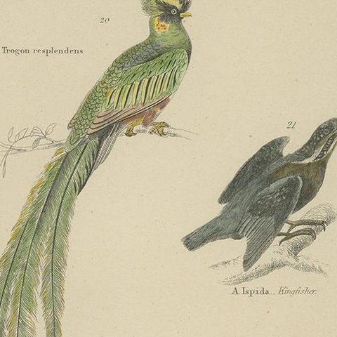 Pl. 7 Antique Print of Various Birds by Richardson 'circa 1860', close-up 2