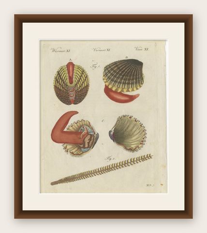 Original Antique Natural History Print of Shipworm and Sea Pen by Bertuch, 1800, shown framed