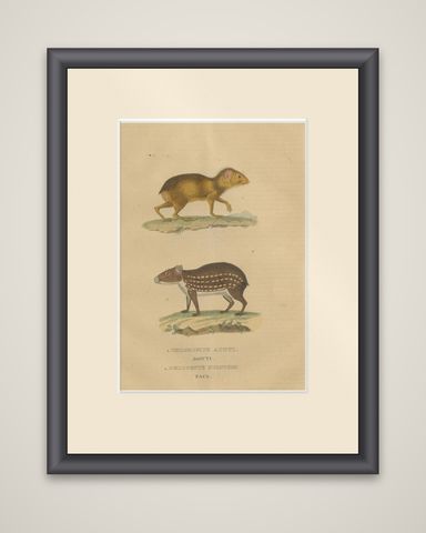 Tropical Rodents: The Agile Agouti and the Spotted Paca, 1845, shown framed