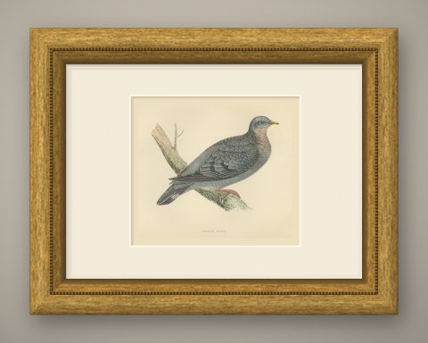 Stock Dove Perched on a Forked Bough, Antique Bird Print, Morris, 1896, shown framed