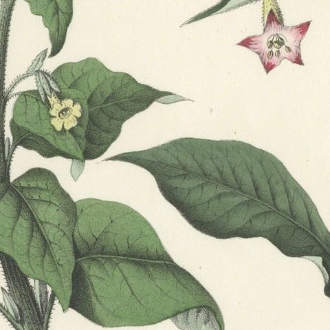Hand-Colored Botanical Litho of Nicotiana Tabacum and Nicotiana Rustica, 1854, close-up 4