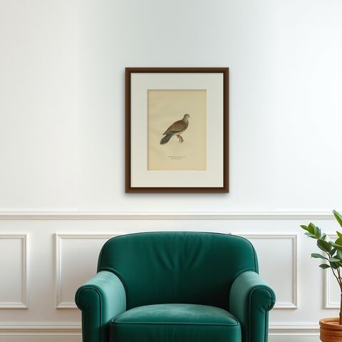 Antique Bird Print of the Oriental Turtle Dove by Von Wright, 1929, shown framed on a wall