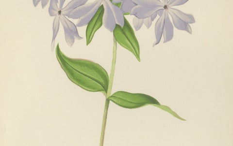 Wild Blue Phlox (Phlox Divaricata), Hand-Coloured Botanical Print, 1874, close-up 2