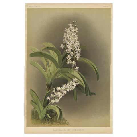 Antique Botanical Print, Lavender-White Orchid Saccolabium coeleste, ca.1888