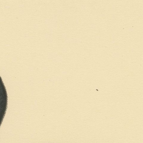 Serenity on the Waves: The Black Scoter Bird Print by Magnus von Wright, 1929, close-up 3