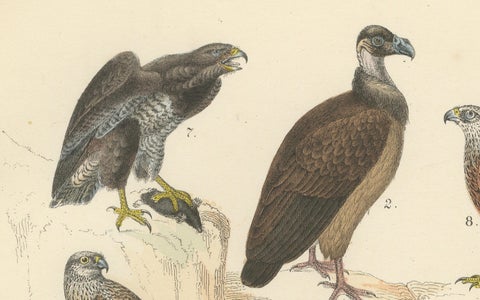 Birds of Prey Print: Eagles, Falcons, Owls & Vultures, Antique 1867, close-up 6