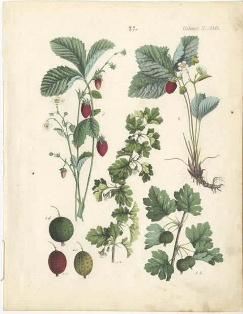 Antique Berry Botanical Chromolithographs, Currants & Wild Berries, Calwer 1854, view 4