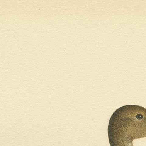 Antique Bird Print of a Female Northern Pintail by Von Wright, '1929', close-up 1