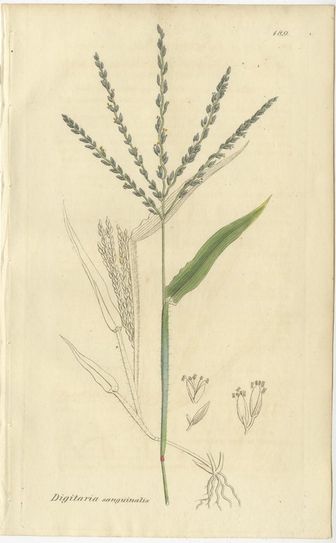Set of 9 Antique Botanical Engravings of Grasses & Wildflowers, c.1830, view 6
