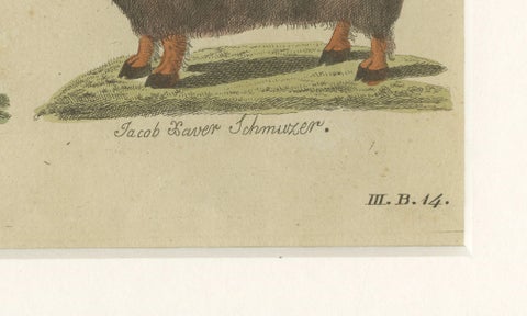 Antique Exotic Cattle, Yak & Buffalo Engraving, Bertuch, c. 1800, close-up 5