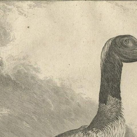 Original Copper Engraving of a Bird Print of the Jabiru Stork Bird, 1795, close-up 2