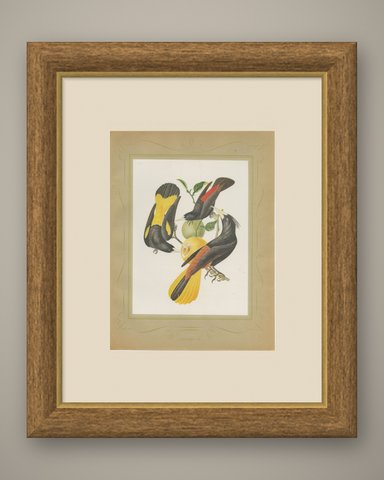 Orioles and Caciques, Brazilian Bird Print, Descourtilz, 1944, shown framed
