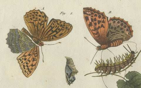 Silver-Washed Fritillary, Large Blue, Brown Hairstreak, Copper Butterflies, 1805, close-up 3