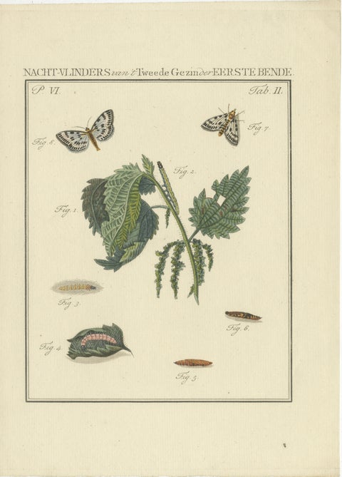 18th-Century Hand-Colored Engraving of Moths and Larvae with Nettles, view 2