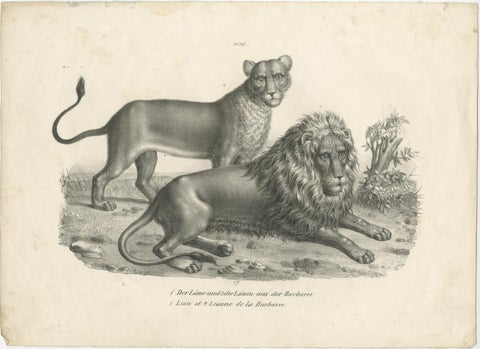 Original Antique Print of a Barbary Lion and Lioness by Brodtmann, view 2