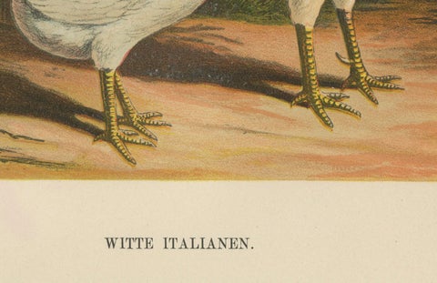 The Elegant White Italian Chicken - A Rare 19th Century Poultry Lithograph, close-up 2