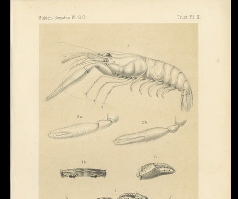 Antique Scientific Print of Sumatran Crab and Prawn, Midden-Sumatra c.1887, close-up 3