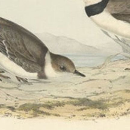 Antique Bird Print of the Little Ring Dotterel by Gould, 1832, close-up 1