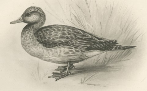 Female Pintail and a Brown Plumaged Duck after Lilian Medland, c. 1909, close-up 1