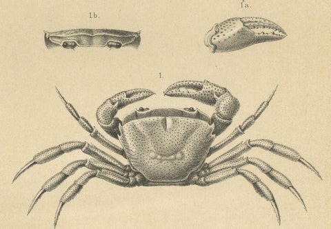 Antique Scientific Print of Sumatran Crab and Prawn, Midden-Sumatra c.1887, close-up 5