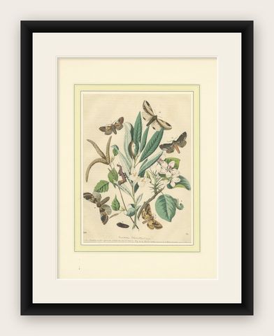 Wings of the Night: Hand-Colored 1856 Litho of Exotic Moths and Their Life Cycle, shown framed