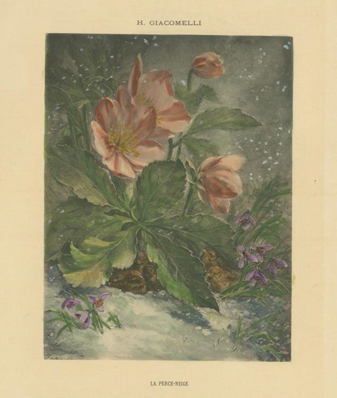 Snowdrops in Bloom - Giacomelli's Birds and Winter Flora, Circa 1891, close-up 4
