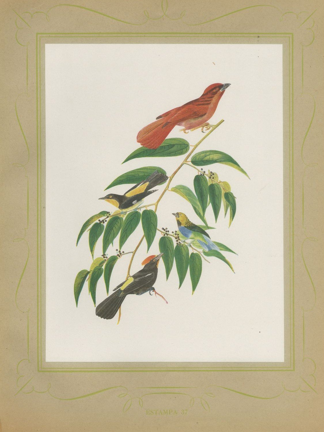 Tanagers on a Fruiting Branch, Brazilian Bird Print, Descourtilz, 1944