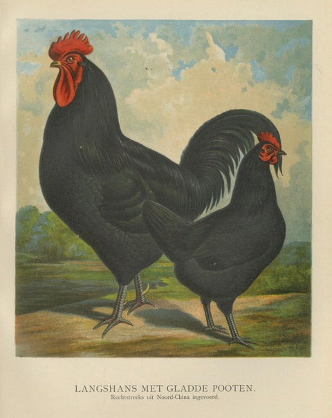 The Elegant Langshan - A Rare 19th Century Poultry Lithograph, close-up 5