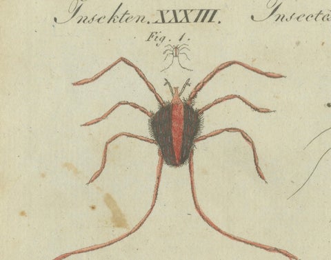 Intricate Arachnids and Insects: Hand-Colored Engraving Published in 1805, close-up 5