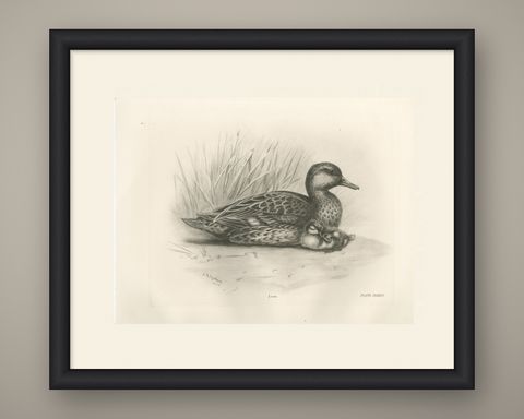 Duck and Young, Antique Bird Print after Lilian Medland, circa 1909, shown framed