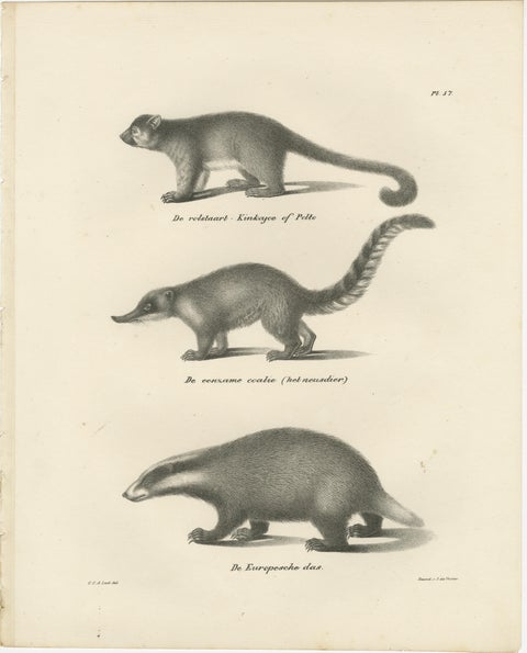 Rare 19th-Century Lithograph of Kinkajou, Coati, and European Badger, view 2