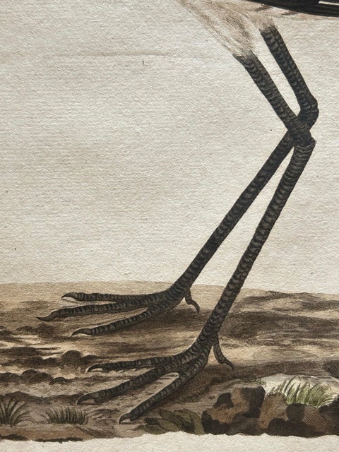 Scolopax Limosa, Antique Black-Tailed Godwit Print by Nozeman & Sepp, 1809, view 9