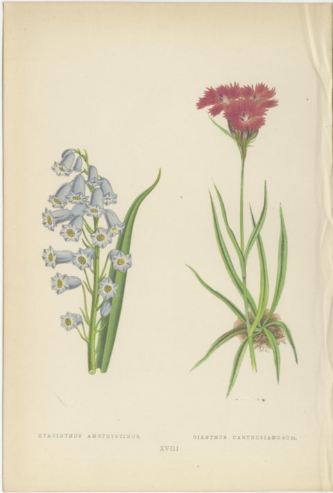 Victorian Triptych of Alpine Flowers from Alpine Plants by David Wooster 1874, view 2