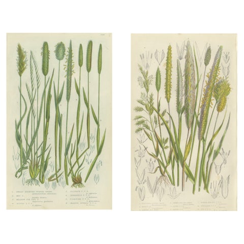 Victorian Botanical Engravings of Tunbridge Film Ferns, 1873, Pair