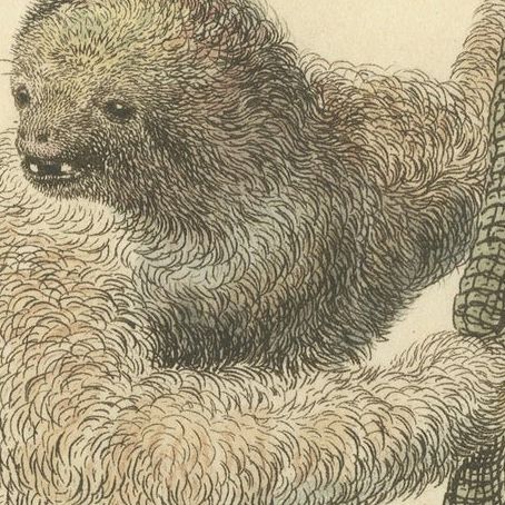Antique Print with Hand Coloring of a Common Pale-Throated Sloth, close-up 3