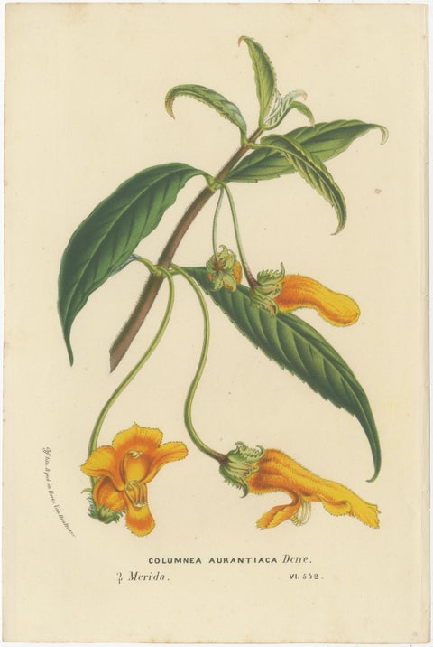 Exquisite Flora: Natal Lily and Golden Trumpet Vine in Artistic Display, c.1855, view 3