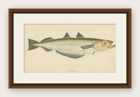 Antique Print of the Blue Whiting Fish by J. Couch, circa 1870, shown framed