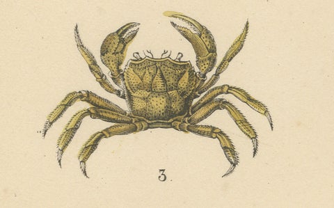 Crustaceans & Marine Invertebrates Print: Crab, Lobster, Horseshoe Crab - 1867, close-up 6