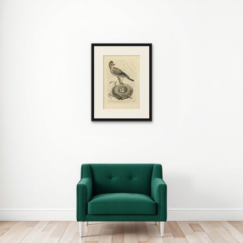 Antique Bird Print of the Garrulus by Sepp & Nozeman, 1770, shown framed on a wall