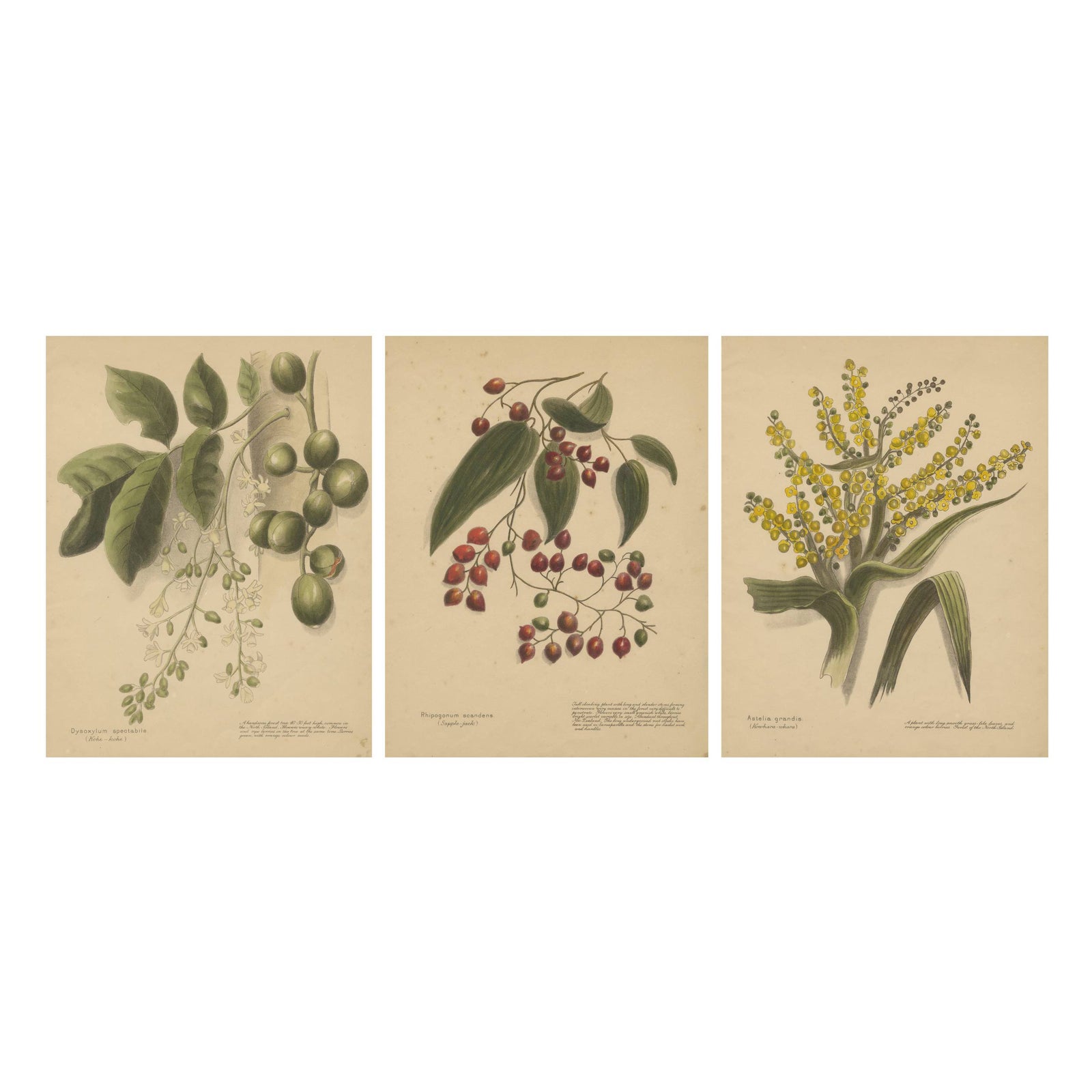New Zealand Native Plants & Fruits, Set of Three Botanical Lithographs, 1890