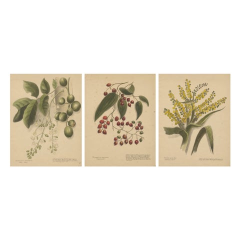 New Zealand Native Plants & Fruits, Set of Three Botanical Lithographs, 1890