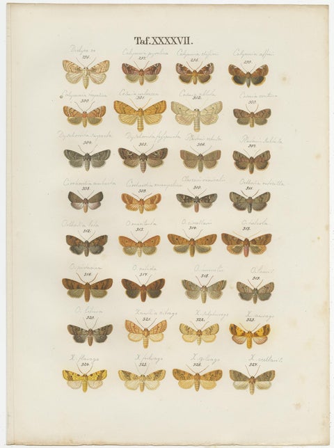 Set of 5 Antique Prints of Various Butterflies and Moths by Ramann, circa 1870, view 3