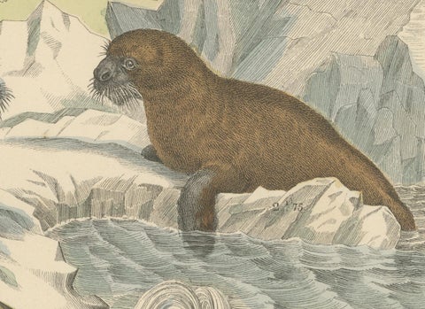 Marine Mammals Print: Whales, Seals, Narwhal & Dolphin, Antique 1867, close-up 2