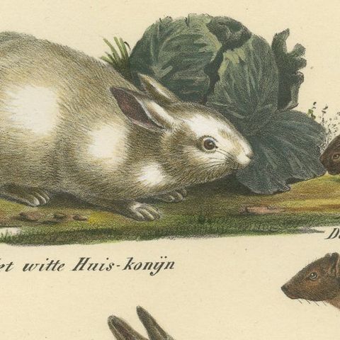 Antique Print of a Rabbit, Hares, Pika and other Rodents, close-up 1