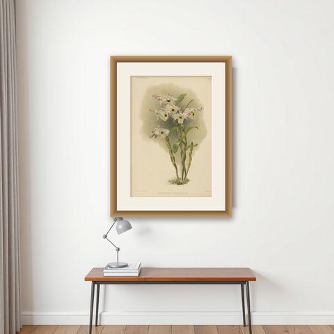 Large Antique Botanical Print, Orchid Dendrobium Melanodiscus, c.1888, shown framed on a wall
